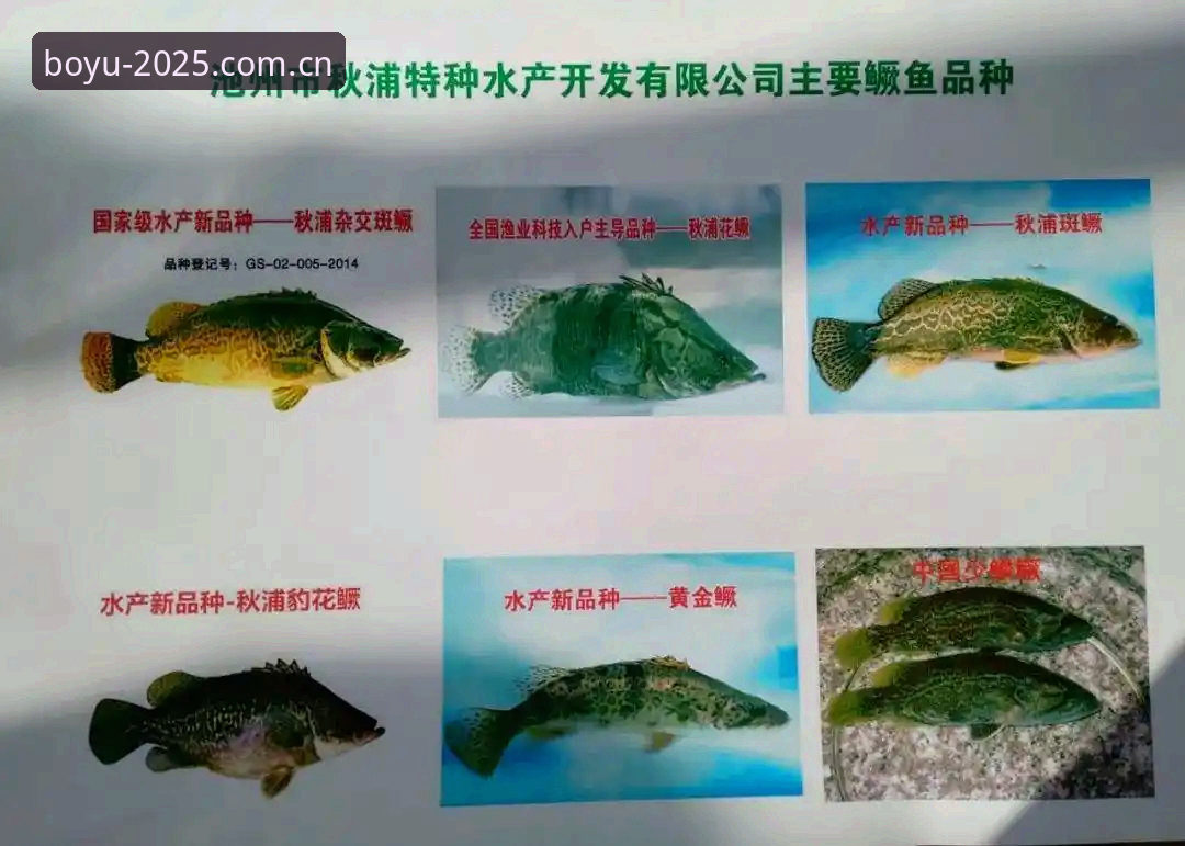 博鱼体育平台2025新版深度评测：官方入口真的安全吗？老用户实测报告